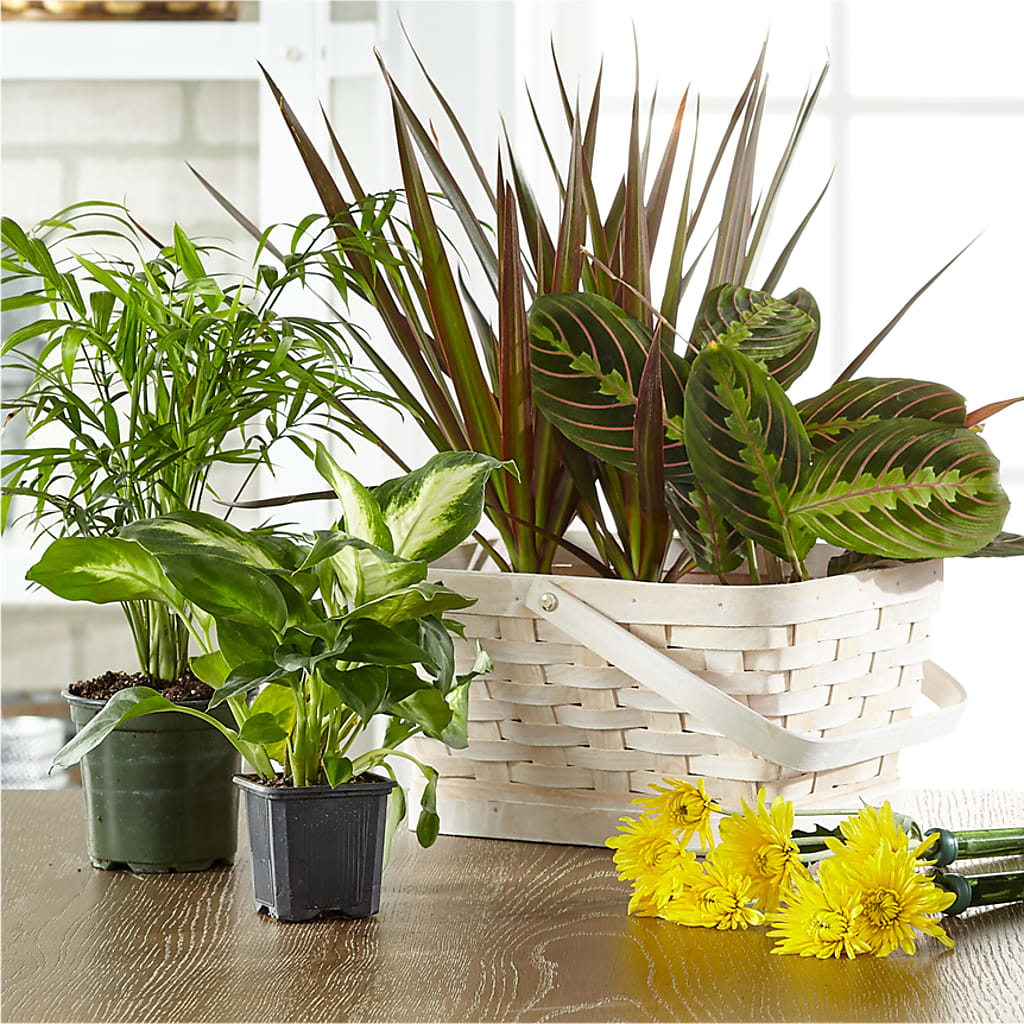 Florist Designed Blooming and Green Plants in a Basket – Sign Of The Rose, Colorado Springs CO