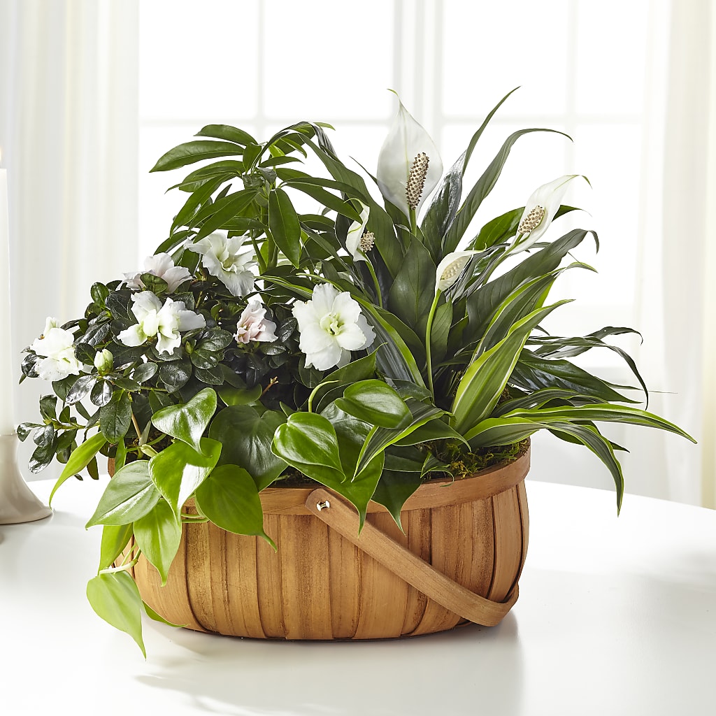 Serene Dishgarden – Sign Of The Rose, Colorado Springs CO